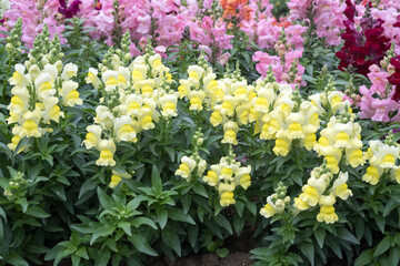 Obraz premium Beautiful snapdragon (Antirrhimum majus) flowers.