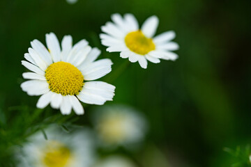 Obraz premium Very beautiful looking and colorful natural wonder flower shot outdoors