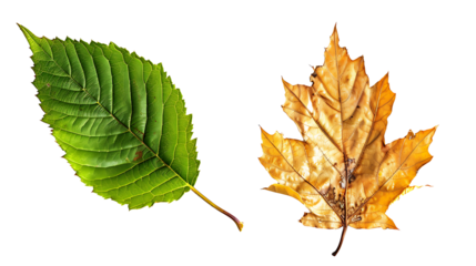 A fresh green leaf next to a dried, crumbling brown leaf, symbolizing life and decay, isolated on a white background