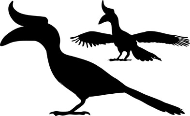 Enggang bird vector from Kalimantan 