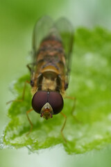 Macro Shot of Marmalade hoverfly Episyrphus balteatus on Leaf