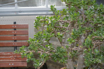 old jade plant (crassula) and bench at the conservatory