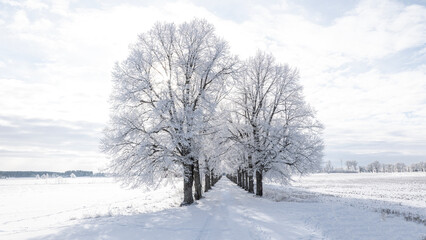 Fototapeta premium Farm barn and house in a cold wintry landscape with snow anf frost