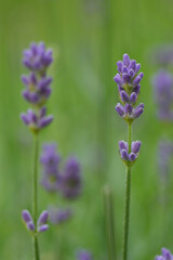 Close-Up of Lavender Flowers