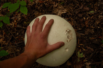A hand touches a large white Puffball Mushroom on the forest floor