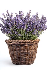 Abundant lavender blooms in rustic basket against a pristine white backdrop showcasing floral beauty