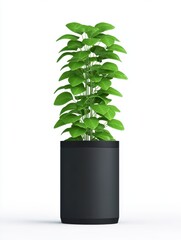 A vibrant green plant stands tall in a sleek black pot. The clean white background enhances the freshness and vitality of the plant, creating a minimalist aesthetic