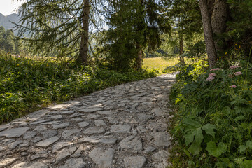 Amidst dense forests