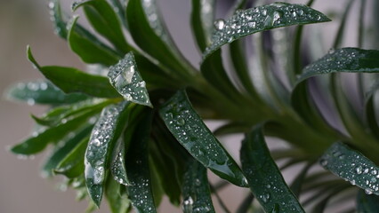 closeup of plant with drops of water 