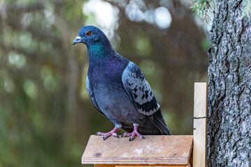 Full-length portrait of a rock pigeon (Columba livia) sitting on the roof of a wooden feeder attached to a tree trunk.
