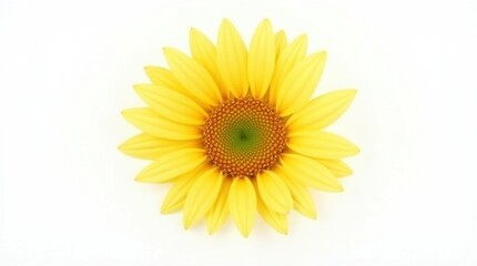 Fototapeta premium Isolated Bright Yellow Sunflower on White Background