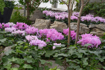 scenic view of flowers on display at the conservatory (pink cyclamen and leaves)
