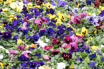 Beautiful Wild Pansy (viola tricolor) flowers.