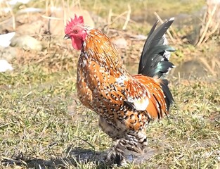 Vivid photo of a Booted Bantam Rooster, highlighting its intricate plumage and bold colors. Captures the beauty and uniqueness of this small breed.