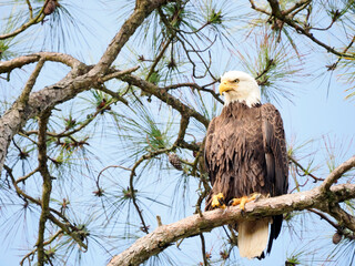 A Close-up Image of a Female Bald Eagle Perched in a Pine Tree
