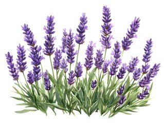Obraz premium Watercolor Lavender Field Illustration Romantic Floral Design for Home Decor and Invitation