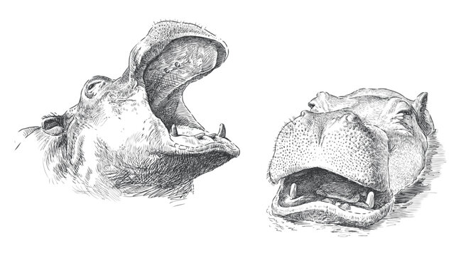 Hippopotamus snouts sketch, behemoth heads, realistic hand drawing, vector illustration isolated on white