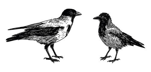 Sketches of two crow birds, chick, standing, realistic hand drawn vector illustration isolated on white