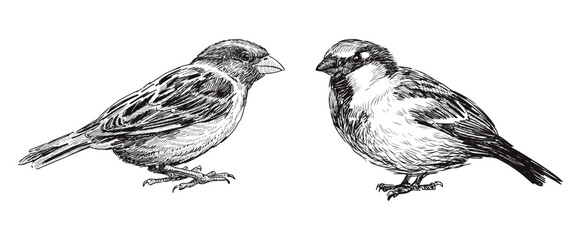 Sketches of two sparrows birds, realistic hand drawn vector illustration isolated on white