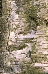 bouleau celtiberica, Betula celtiberica, écorce