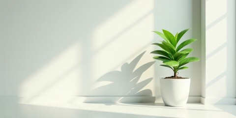 Serene Houseplant in a White Pot Basking in Sunlight by a Windowsill, Casting a Shadow on a Pale Wall