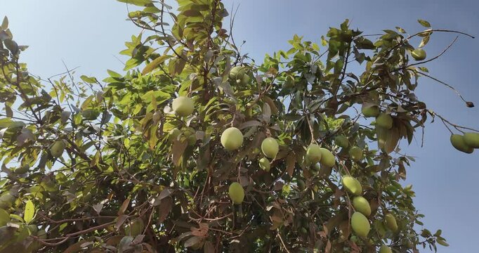 close up of a vibrant mango tree filled with numerous green mangoes hanging from its branches. The tree's dense foliage features leaves in various shades of green and brown.