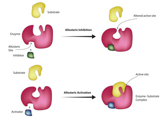 Allosteric Inhibition and Allosteric Activation