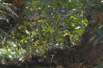Owls live in natural forests in Thailand.