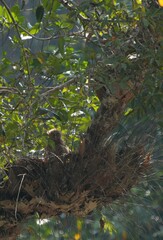 Owls live in natural forests in Thailand.
