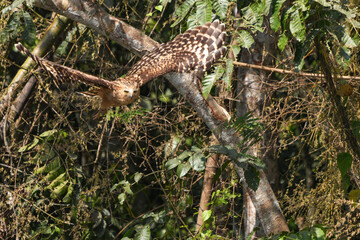 Owls live in natural forests in Thailand.