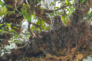 Owls live in natural forests in Thailand.