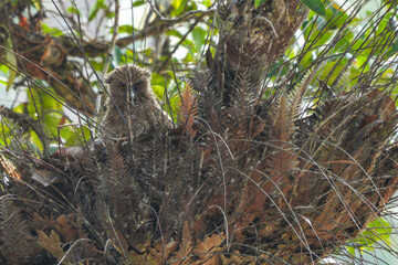 Owls live in natural forests in Thailand.