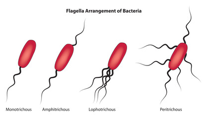 flagella arrangement of bacteria