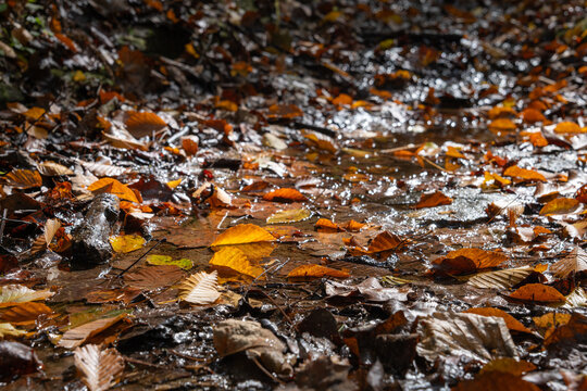 autumn leaves on the ground
