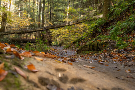 dry creek in the autumn forest