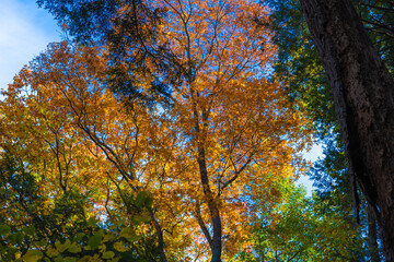autumn trees in the forest