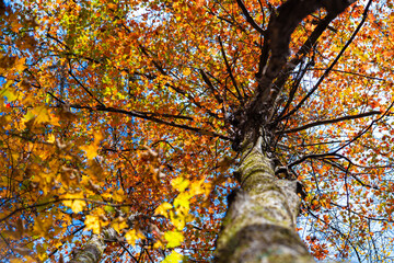 autumn leaves in the sky