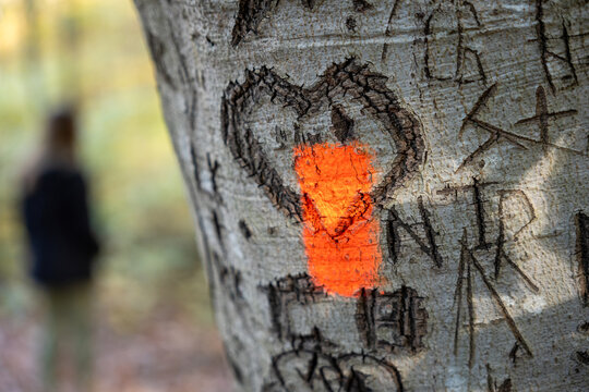 heart on tree trunk