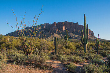 An afternoon scene of Saguaro cacti and Ocotillo plants in a mountainous Sonoran desert landscape