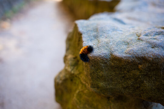caterpillar on a stone