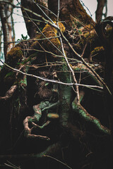 Forest, tree roots, nature, close-up