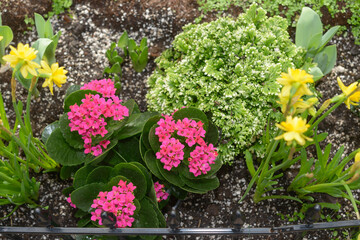 top down view of pink Florist Kalanchoe dwarf double yellow daffodils and ferns