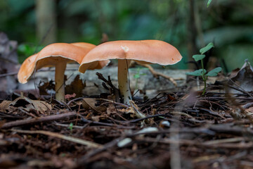 Brazilian Mushroom
This plant is very comon in brazilian savannah.