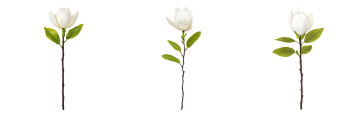 Elegant White Flower with Green Leaves Illustration Isolated on transparent background