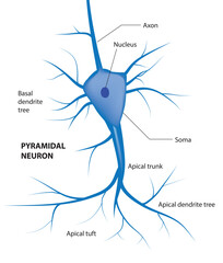 Pyramidal cell