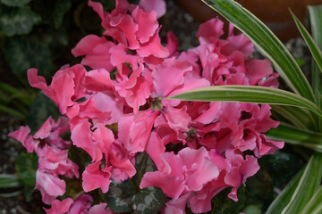 top down view of a ruffle pink cyclamen with botanical foliage 