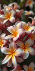 Vibrant plumeria flowers display vivid colors in a tropical garden setting under bright sunlight
