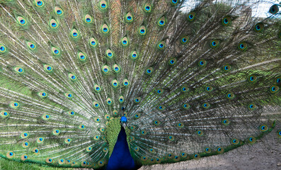 Obraz premium A male peacock majestically displaying his beautiful iridescent tail feathers. 