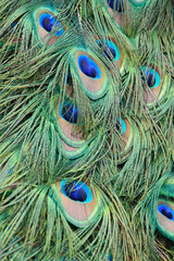 Naklejka premium Close up of the striking and vibrant spots and patterns of a male peacocks tail feather 