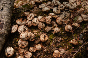 A close-up of Stump Puffball Mushrooms past their prime and starting decay on a log